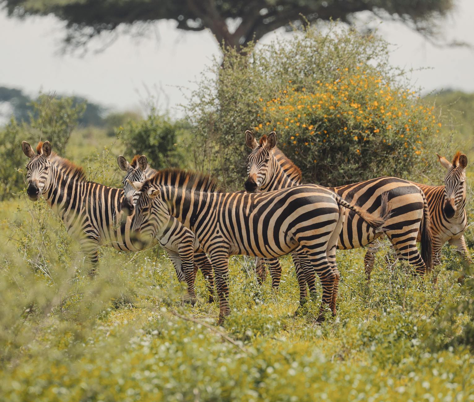 Panduan Liburan ke Tanzania