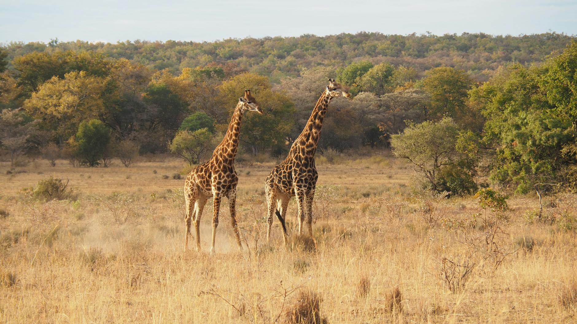 Tips Traveling ke Afrika Selatan